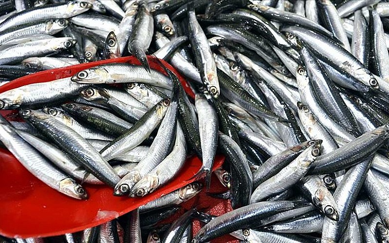 İstanbul'da mayıs ayında en çok hamsi tüketildi İstanbul'da mayıs ayında en çok hamsi tüketildi