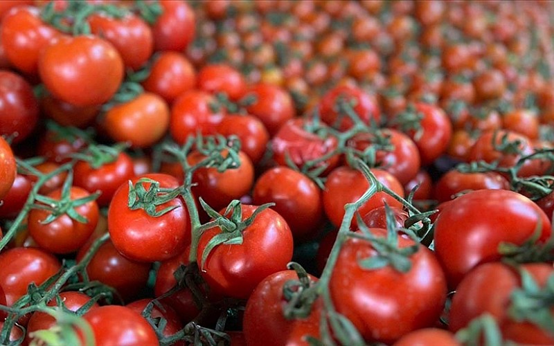 Türkiye'den yılın ilk çeyreğinde 180 milyon dolarlık domates ihracatı Türkiye'den yılın ilk çeyreğinde 180 milyon dolarlık domates ihracatı