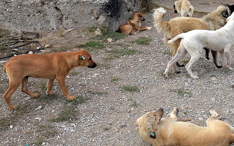 Sahipsiz köpeğin saldırısına uğrayan kadın yaralandı Sahipsiz köpeğin saldırısına uğrayan kadın yaralandı