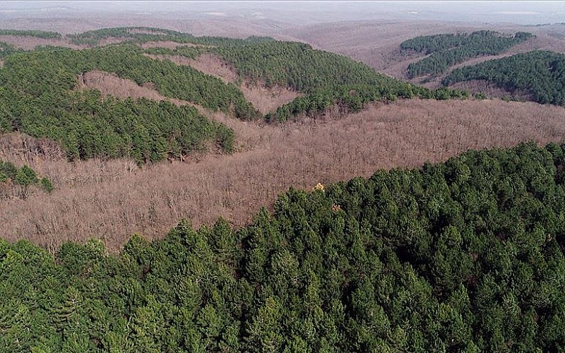 Beykoz'da ormanlık alanda çıkan yangın kontrol altına alındı Beykoz'da ormanlık alanda çıkan yangın kontrol altına alındı