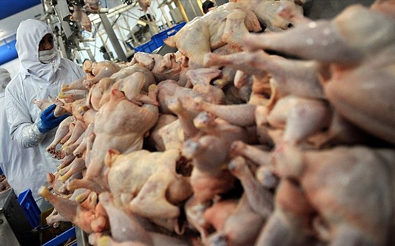 Tavuk eti üretimi eylülde yıllık bazda yüzde 6,9 arttı Tavuk eti üretimi eylülde yıllık bazda yüzde 6,9 arttı