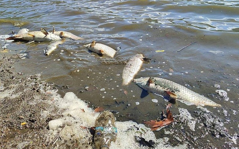 Kırklareli'nde balık ölümleri ilişkin inceleme başlatıldı Kırklareli'nde balık ölümleri ilişkin inceleme başlatıldı