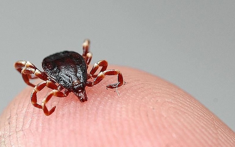 Sivas'ta KKKA tanısı konulan 8 kişiden 1'i hayatını kaybetti Sivas'ta KKKA tanısı konulan 8 kişiden 1'i hayatını kaybetti