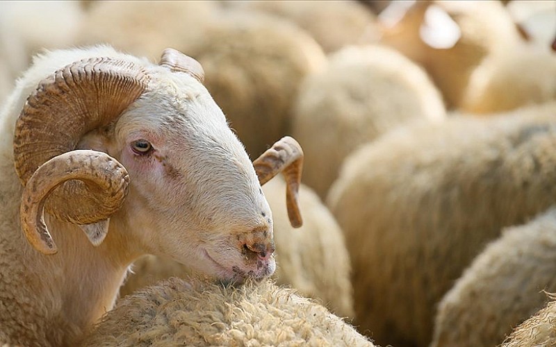 Et ve Süt Kurumu kurban pazarlarında satılamayan hayvanları satın alacak Et ve Süt Kurumu kurban pazarlarında satılamayan hayvanları satın alacak