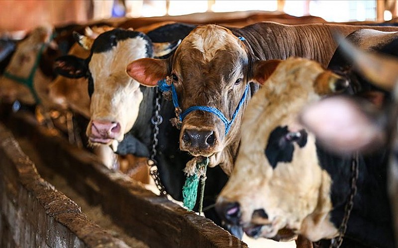 Doğu Anadolu'dan batıdaki illere kurbanlık sevkiyatı başladı Doğu Anadolu'dan batıdaki illere kurbanlık sevkiyatı başladı