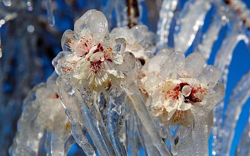Meteorolojiden zirai don uyarısı Meteorolojiden zirai don uyarısı