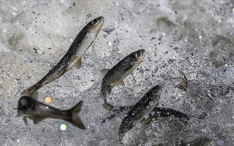 Van'da inci kefalinin tatlı sulara yolculuğu devam ediyor Van'da inci kefalinin tatlı sulara yolculuğu devam ediyor