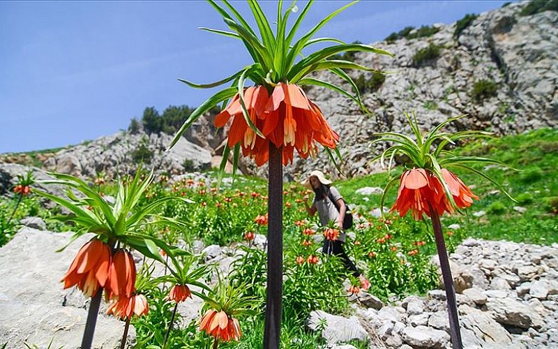 Bulgaristan göçünün hüzünlü yolcusu ters laleler 147 yıldır Denizli'de açıyor Bulgaristan göçünün hüzünlü yolcusu ters laleler 147 yıldır Denizli'de açıyor