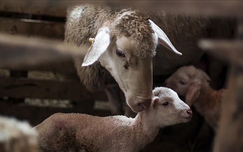 Şırnak'ta yıldırım isabet eden 95 küçükbaş hayvan telef oldu Şırnak'ta yıldırım isabet eden 95 küçükbaş hayvan telef oldu